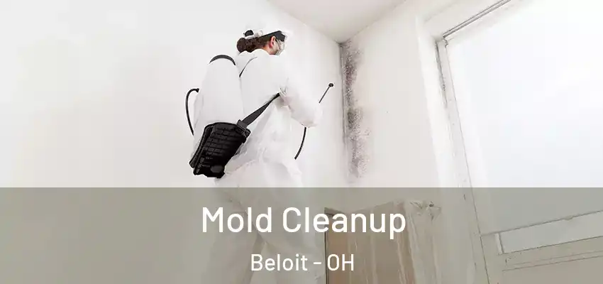 Mold Cleanup Beloit - OH