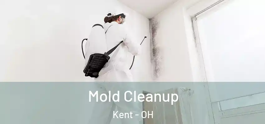  Mold Cleanup Kent - OH