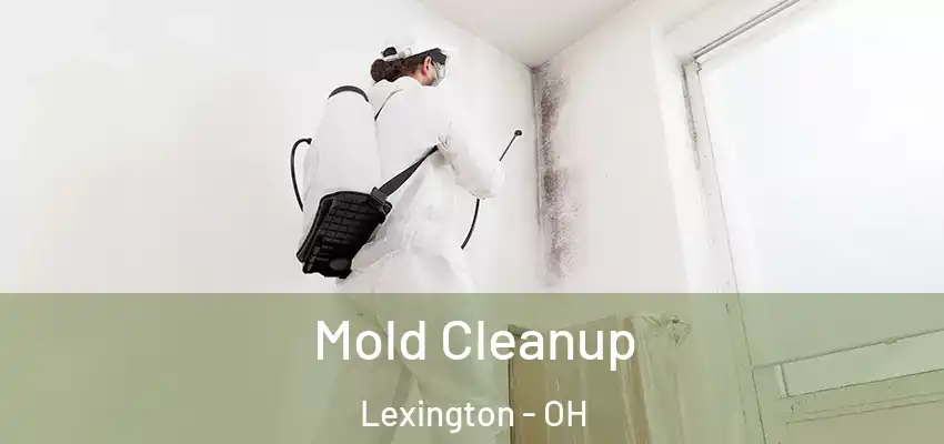  Mold Cleanup Lexington - OH