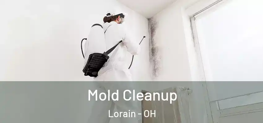  Mold Cleanup Lorain - OH