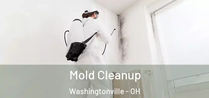 Mold Cleanup Washingtonville - OH