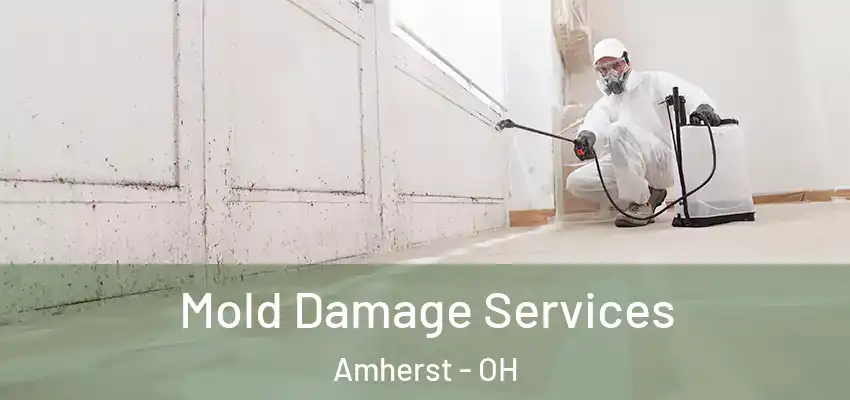 Mold Damage Services Amherst - OH