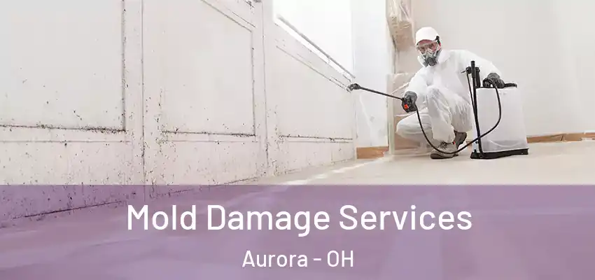 Mold Damage Services Aurora - OH