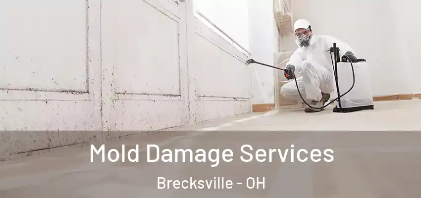  Mold Damage Services Brecksville - OH