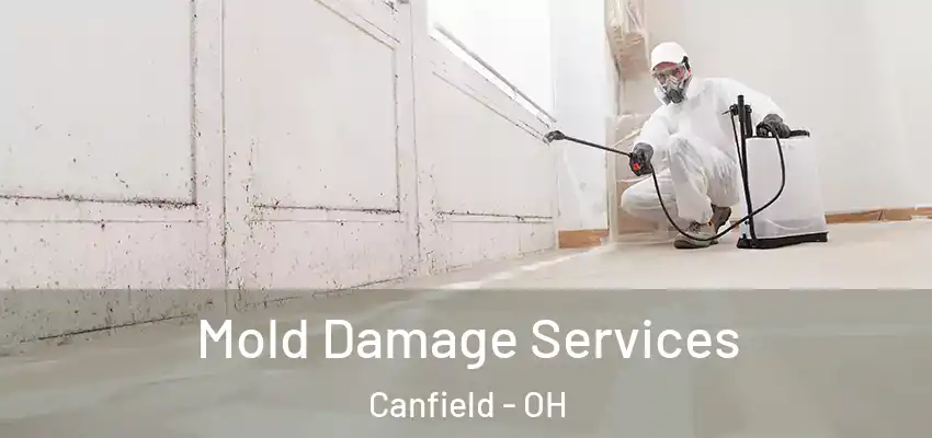  Mold Damage Services Canfield - OH