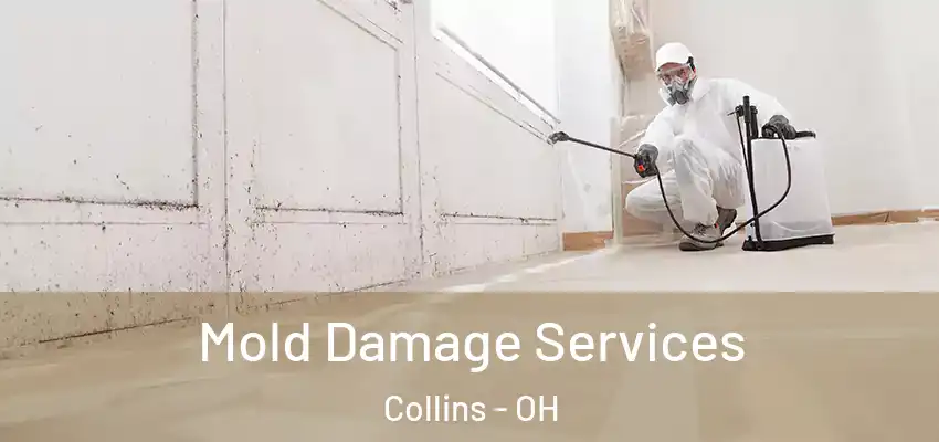 Mold Damage Services Collins - OH