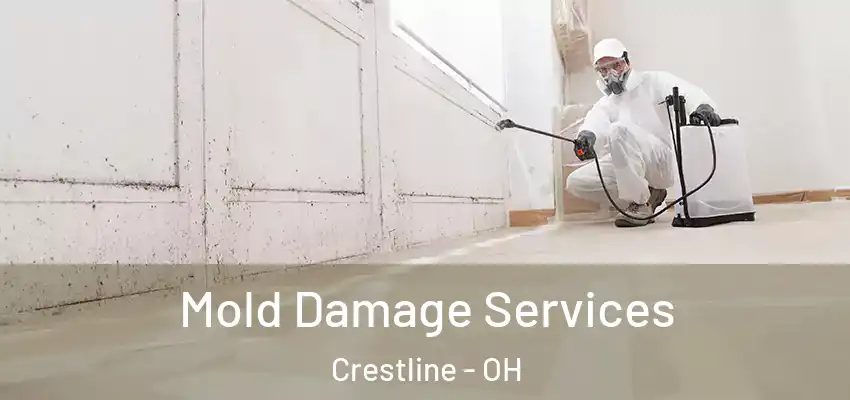  Mold Damage Services Crestline - OH