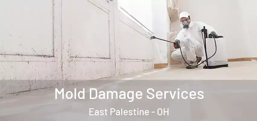 Mold Damage Services East Palestine - OH