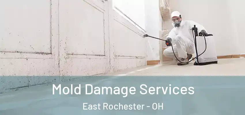 Mold Damage Services East Rochester - OH
