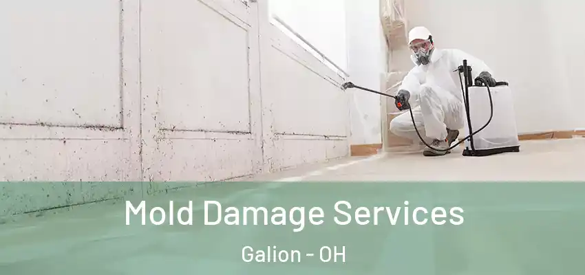  Mold Damage Services Galion - OH