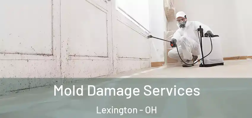Mold Damage Services Lexington - OH