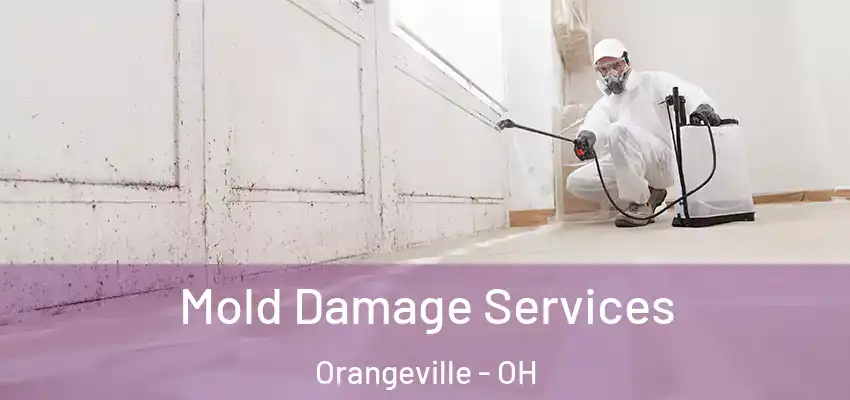 Mold Damage Services Orangeville - OH