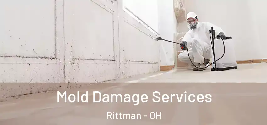  Mold Damage Services Rittman - OH