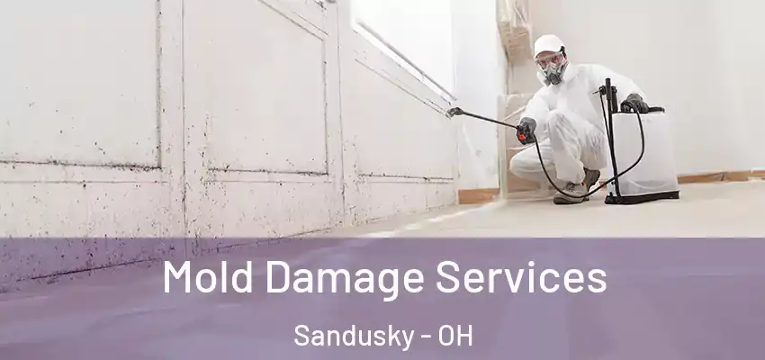  Mold Damage Services Sandusky - OH