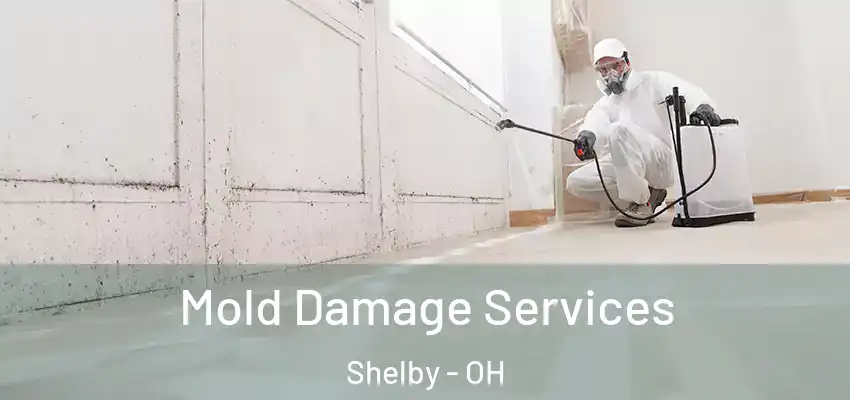 Mold Damage Services Shelby - OH