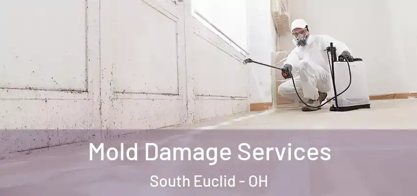 Mold Damage Services South Euclid - OH