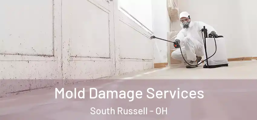Mold Damage Services South Russell - OH