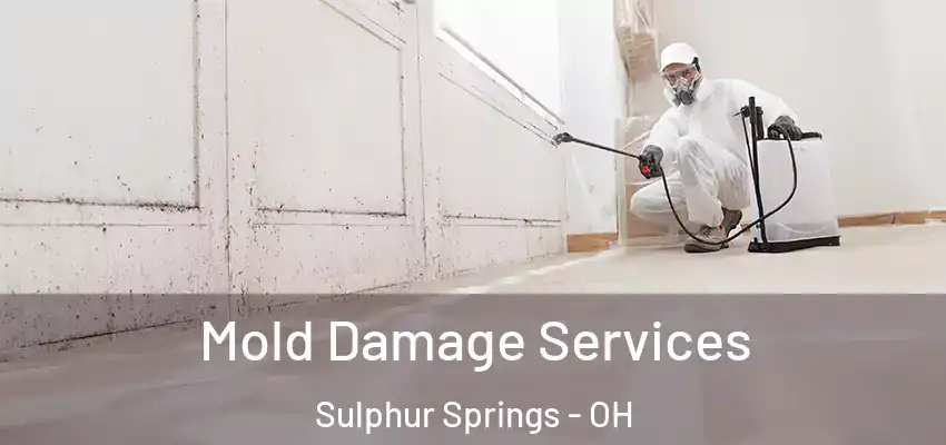  Mold Damage Services Sulphur Springs - OH
