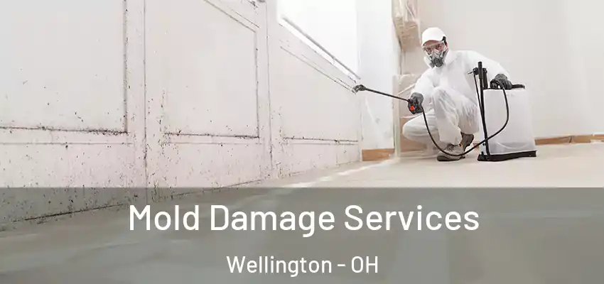 Mold Damage Services Wellington - OH