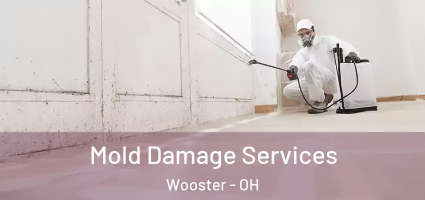 Mold Damage Services Wooster - OH