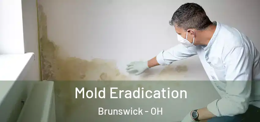  Mold Eradication Brunswick - OH