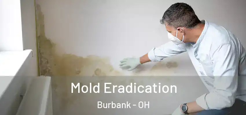  Mold Eradication Burbank - OH