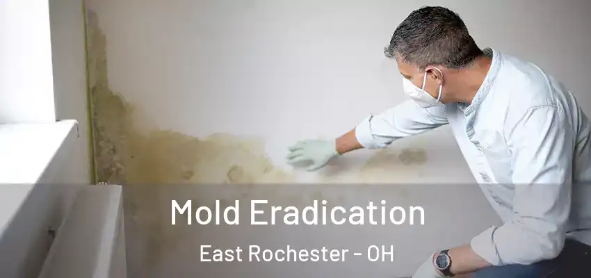 Mold Eradication East Rochester - OH