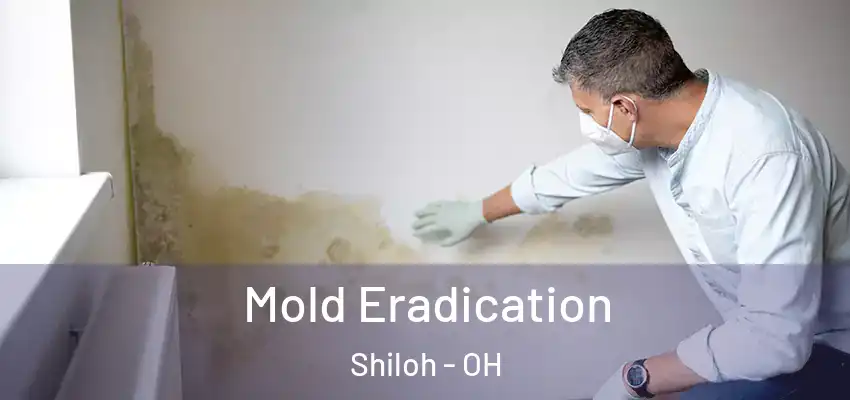  Mold Eradication Shiloh - OH