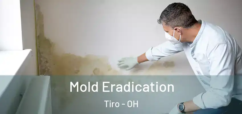  Mold Eradication Tiro - OH