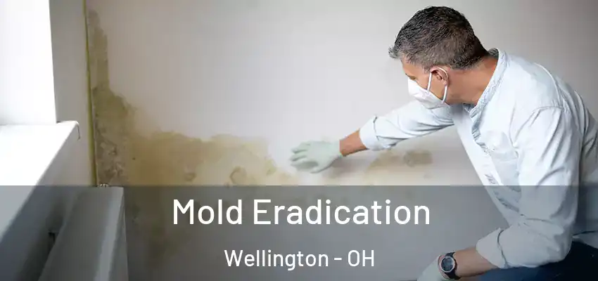  Mold Eradication Wellington - OH