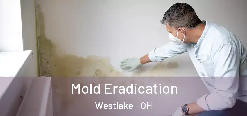  Mold Eradication Westlake - OH