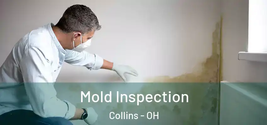 Mold Inspection Collins - OH