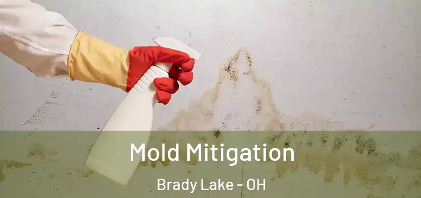 Mold Mitigation Brady Lake - OH