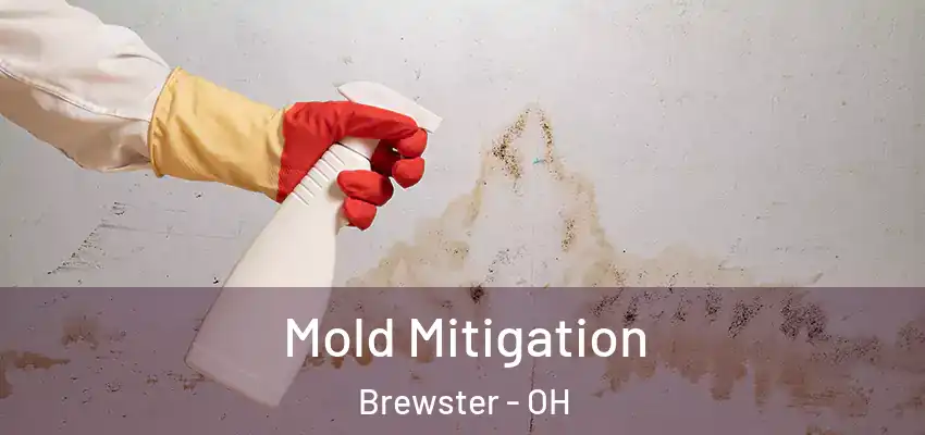 Mold Mitigation Brewster - OH
