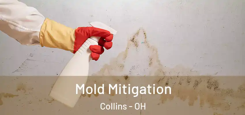Mold Mitigation Collins - OH