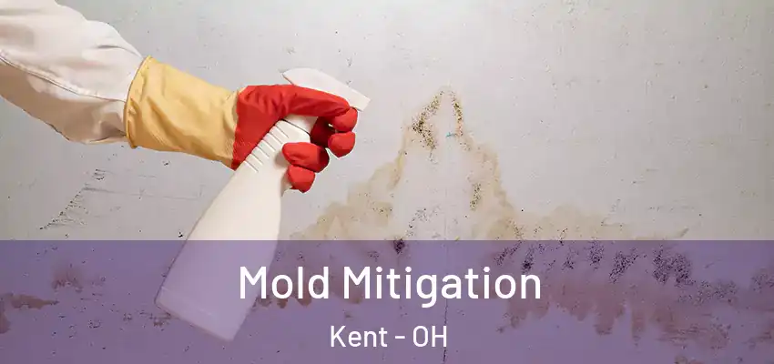  Mold Mitigation Kent - OH