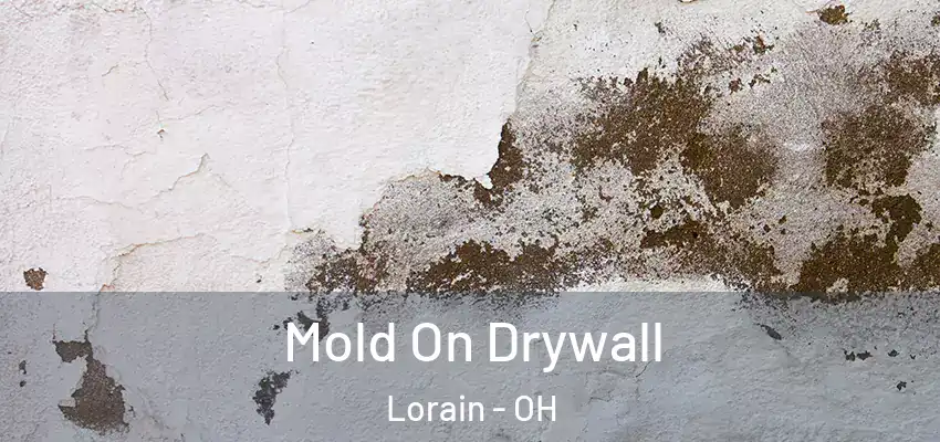 Mold On Drywall Lorain - OH