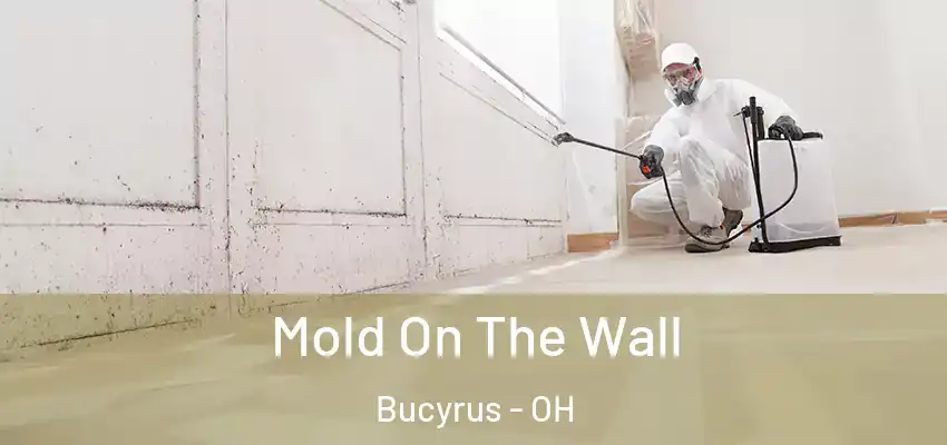 Mold On The Wall Bucyrus - OH