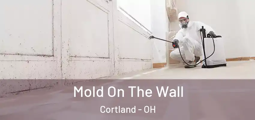 Mold On The Wall Cortland - OH