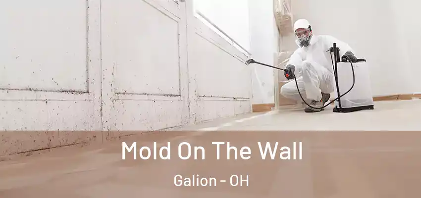  Mold On The Wall Galion - OH