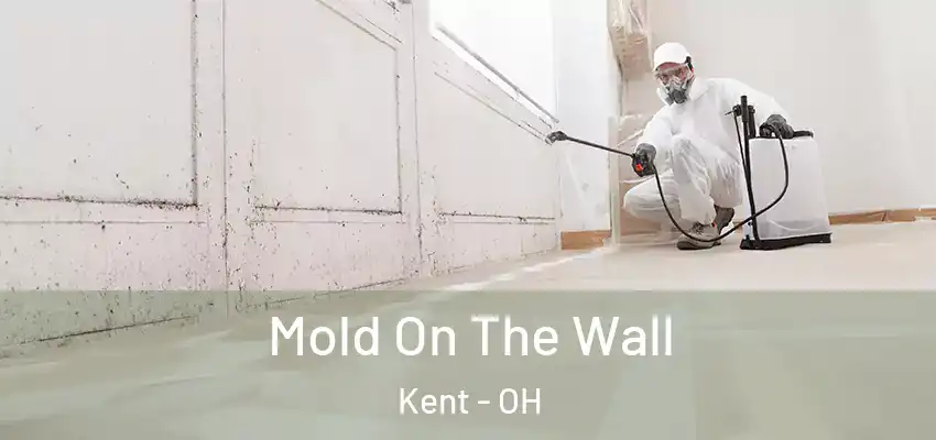  Mold On The Wall Kent - OH