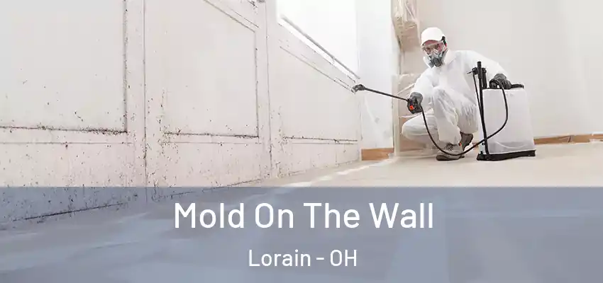 Mold On The Wall Lorain - OH