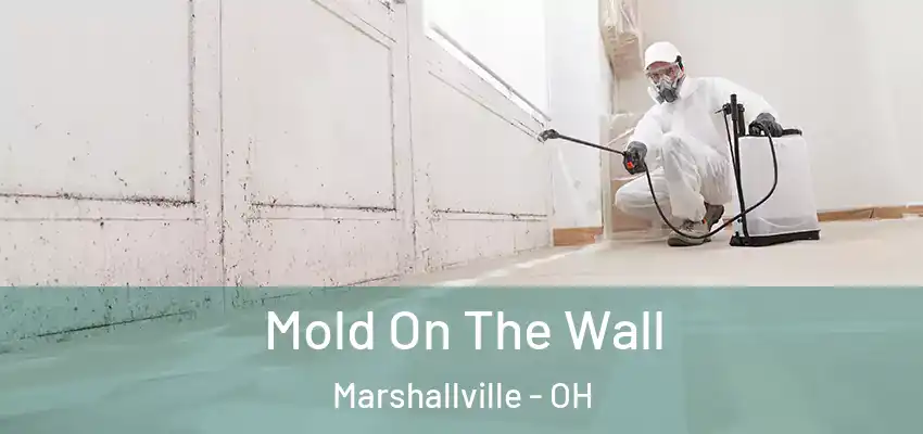  Mold On The Wall Marshallville - OH