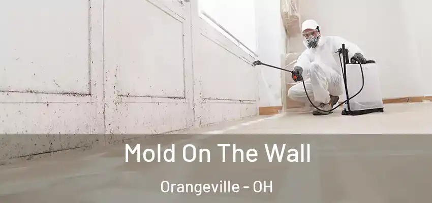 Mold On The Wall Orangeville - OH