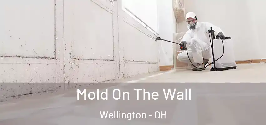 Mold On The Wall Wellington - OH
