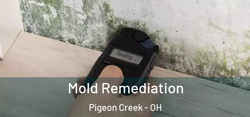  Mold Remediation Pigeon Creek - OH