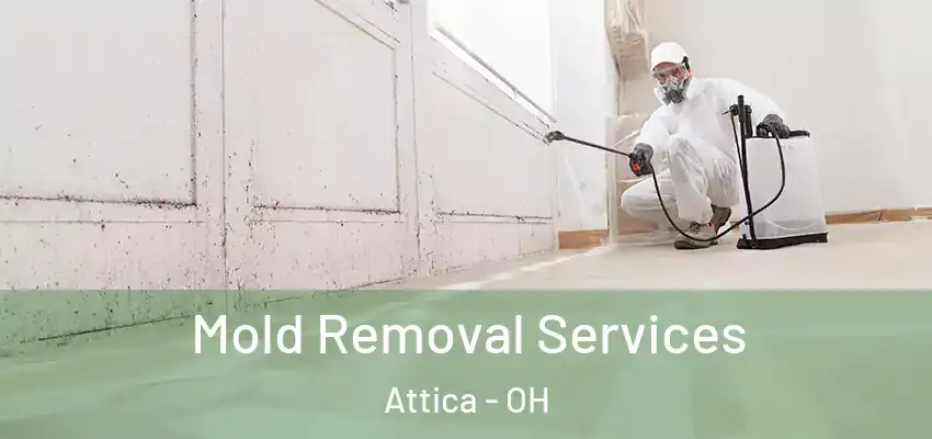 Mold Removal Services Attica - OH