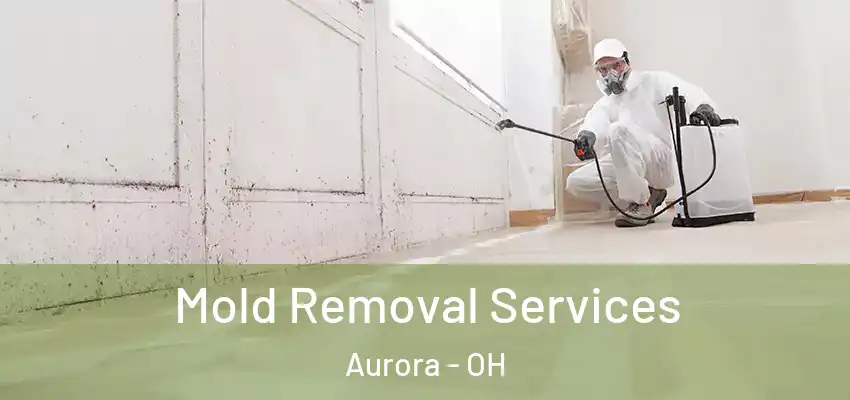 Mold Removal Services Aurora - OH
