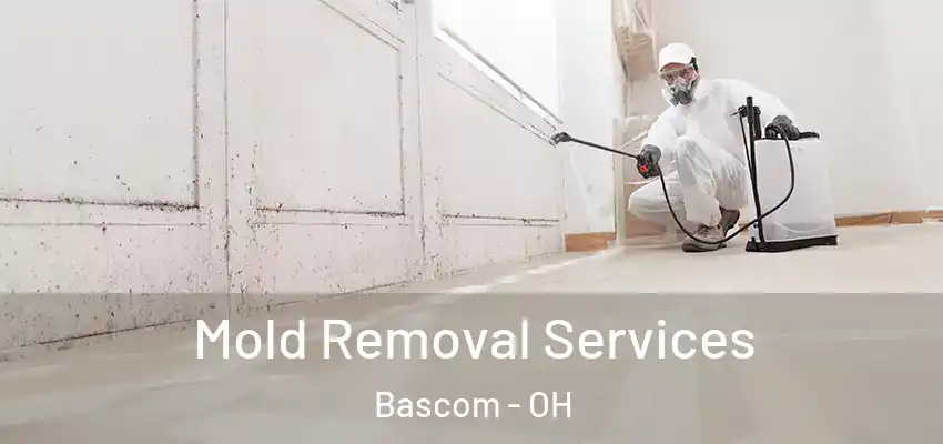 Mold Removal Services Bascom - OH