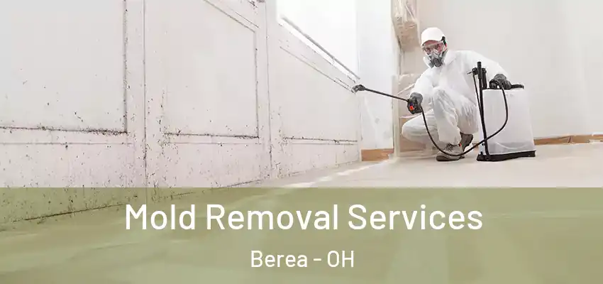 Mold Removal Services Berea - OH